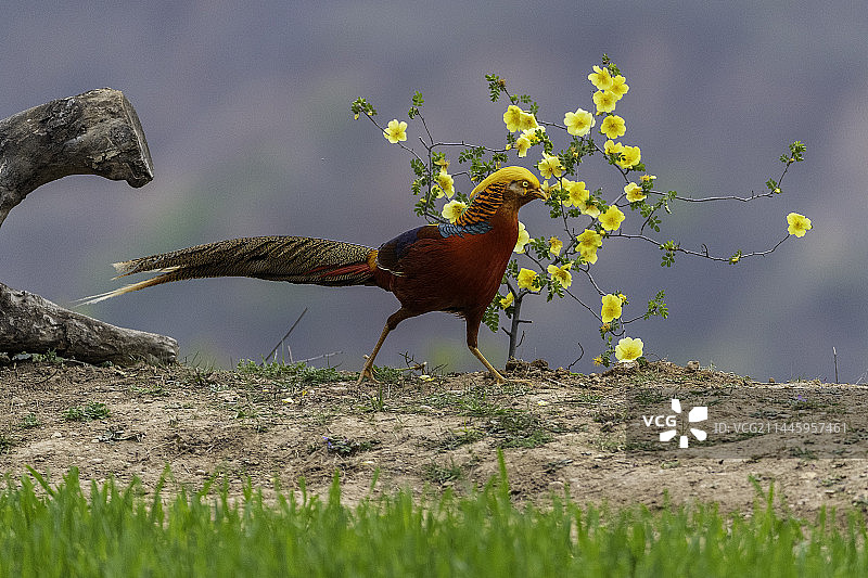 花丛中的红腹锦鸡图片素材
