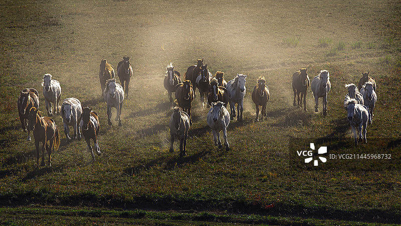 克什克腾旗坝上之奔腾的骏马图片素材