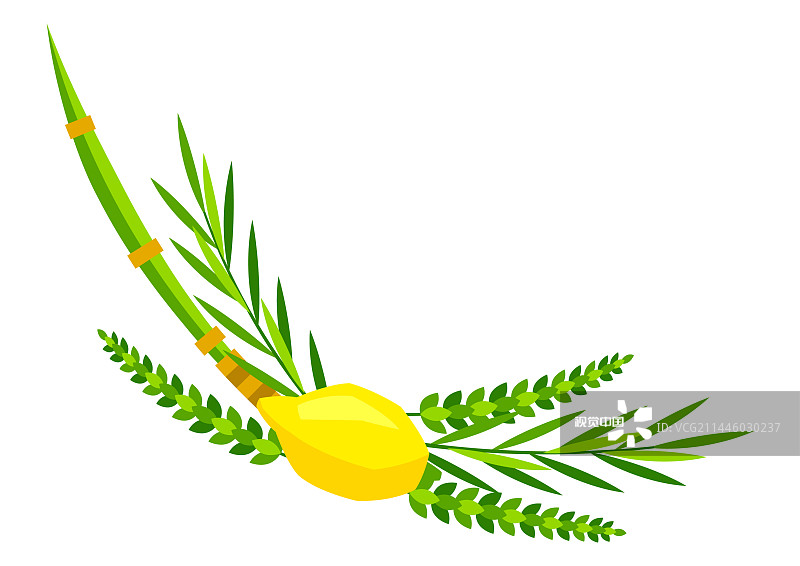 住棚节快乐：四种植物Etrog Lulav图片素材