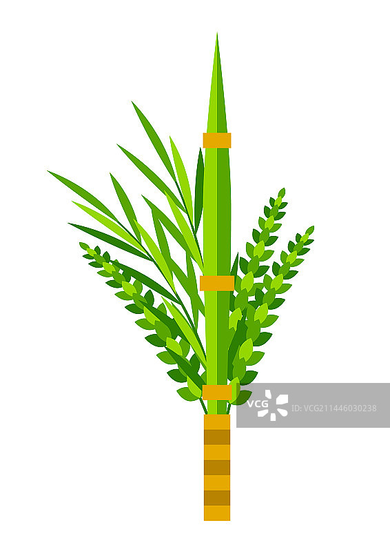 住棚节快乐：四种植物Etrog Lulav图片素材