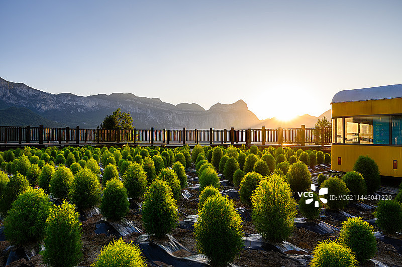 恩施大峡谷茶园日落风光图片素材
