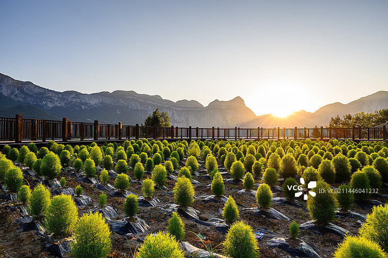 恩施大峡谷茶园日落风光图片素材