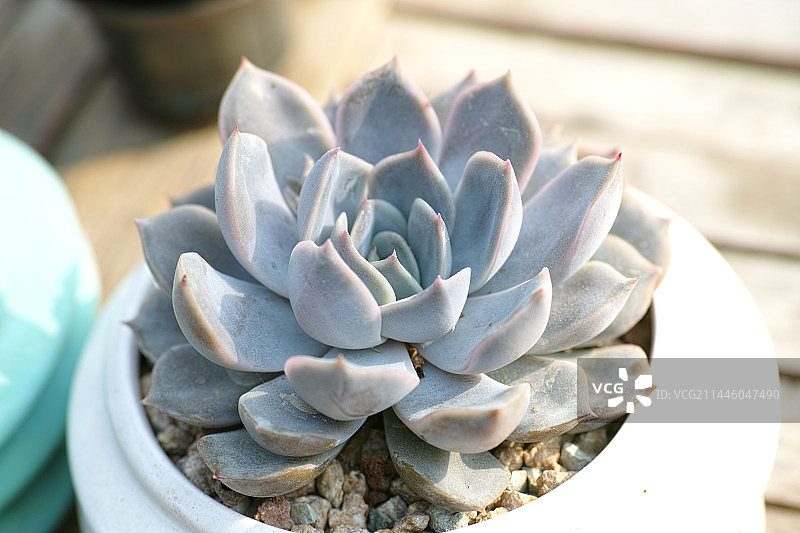 多肉植物图片素材