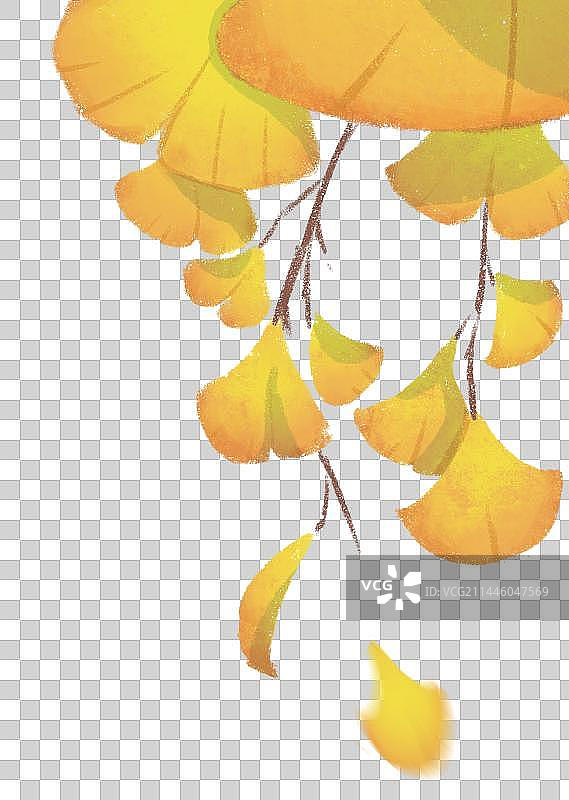 秋天银杏黄色落叶图片素材