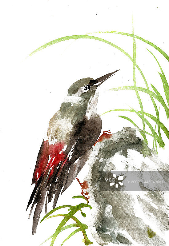 石头上的小鸟图片素材