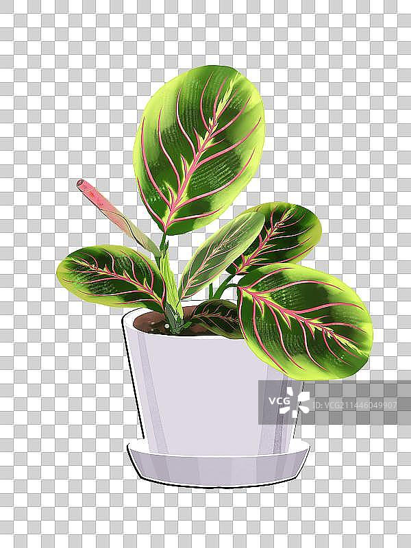 绿色植物叶蝉竹芋盆栽图片素材