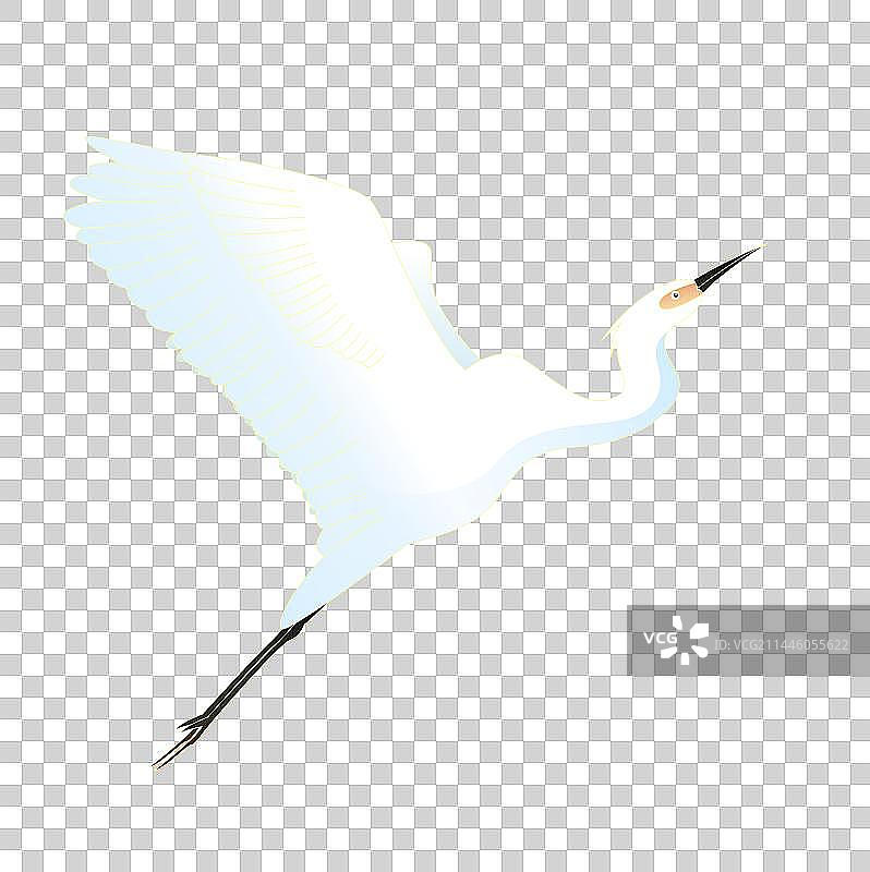白鹭鸟类插画图片素材