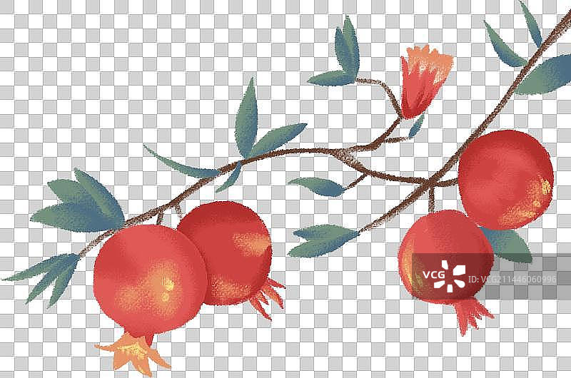 石榴树枝图片素材