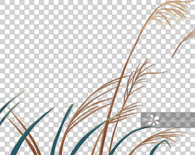 夏天芦苇图片素材