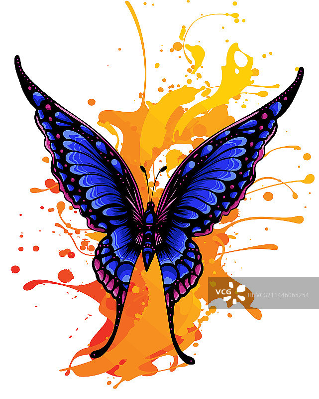 带有彩色翅膀的热带优雅蝴蝶图片素材