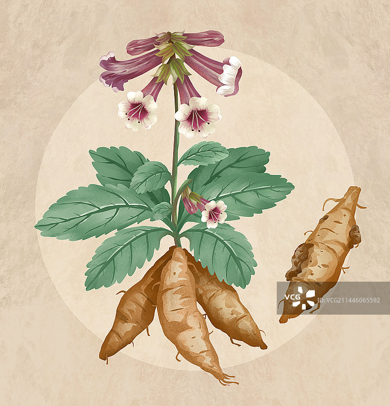 中国传统文化中草药药材之地黄图片素材