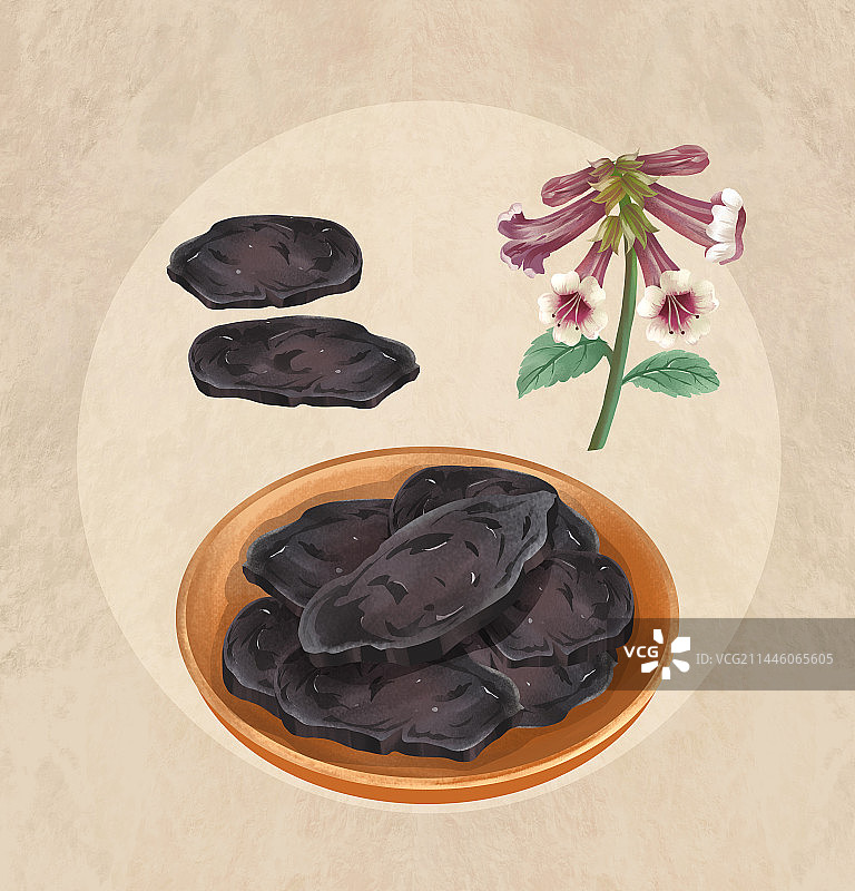 中国传统文化中草药药材之地黄图片素材