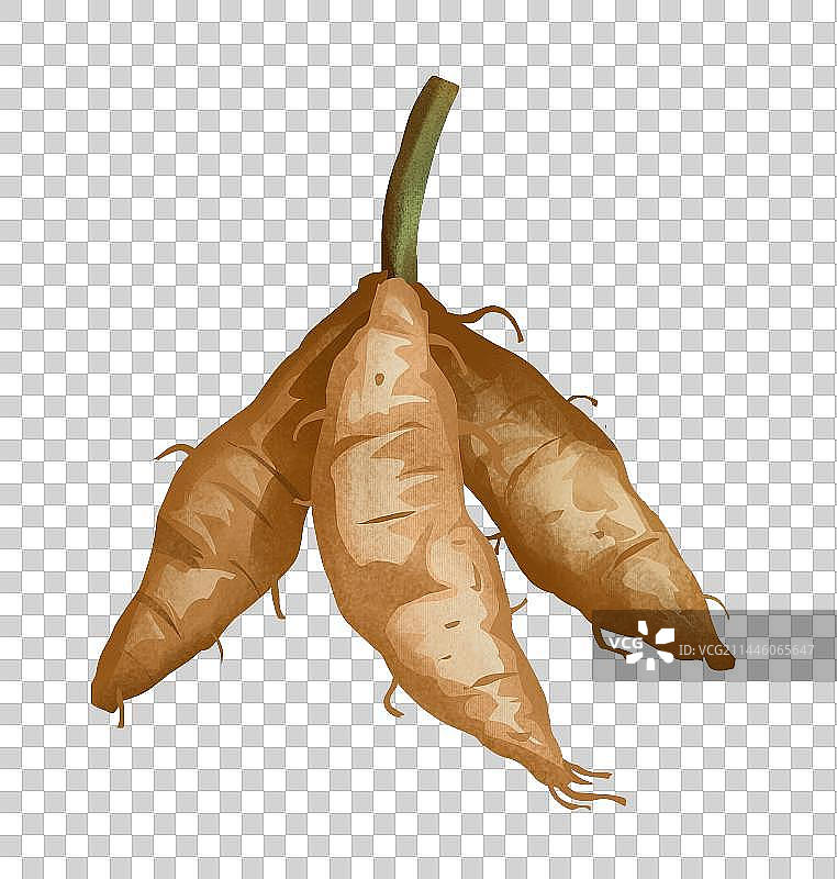 中国传统文化中草药药材之地黄图片素材