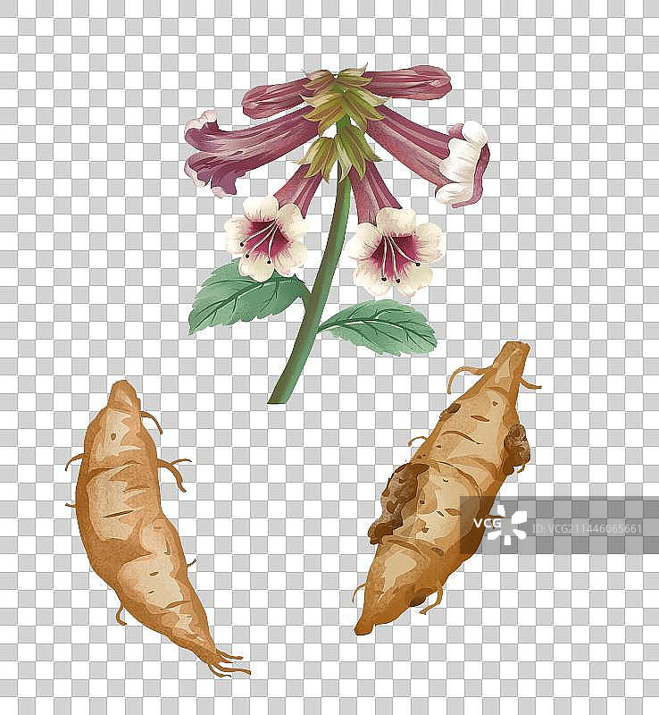 中国传统文化中草药药材之地黄图片素材