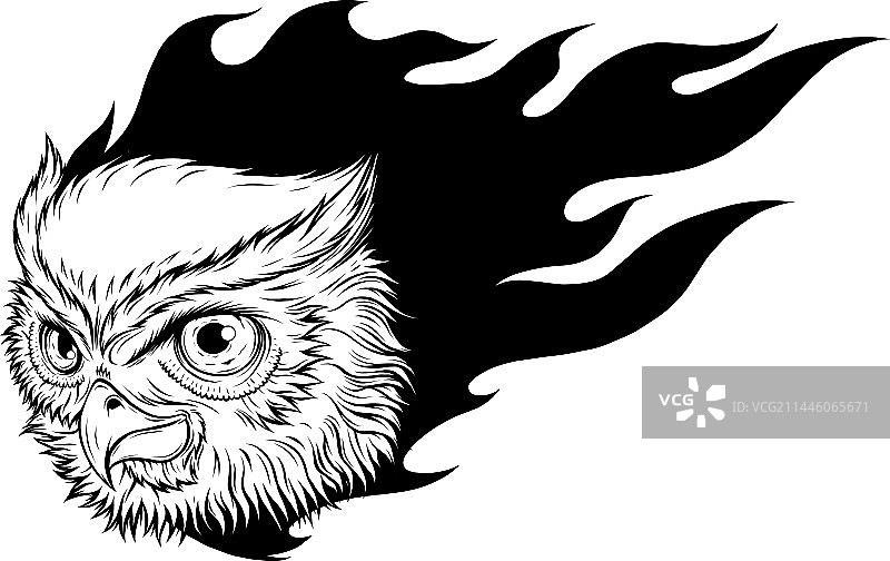 猫头鹰头像轮廓设计图片素材