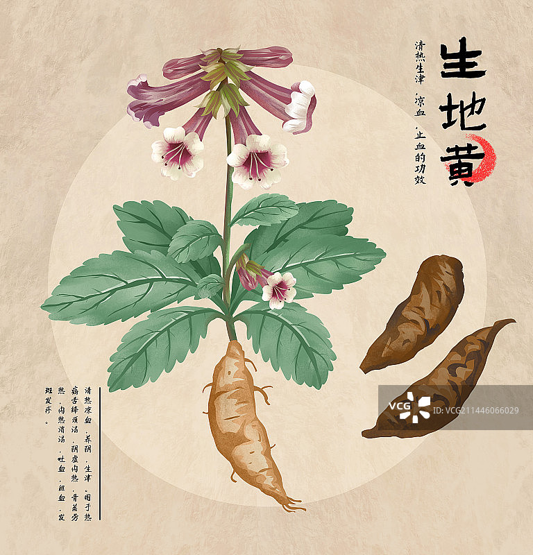 中国传统文化中草药药材之地黄图片素材