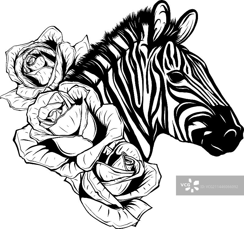 斑马动物自然保护图片素材