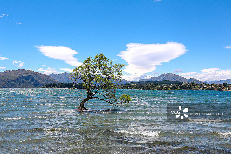 新西兰瓦纳卡湖中孤独的树图片素材