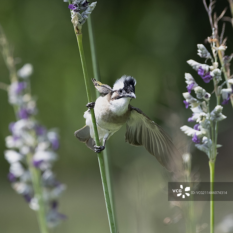 白头鹎图片素材