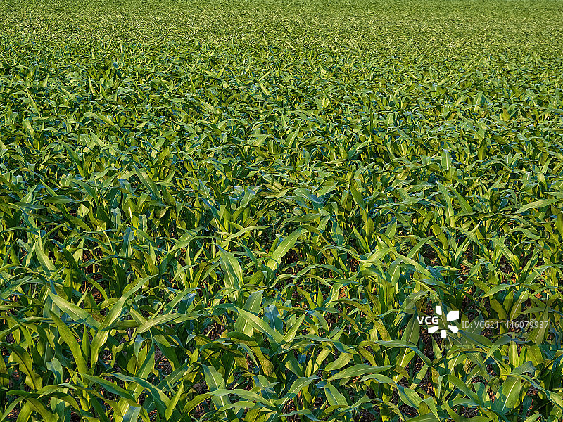 河南郑州黄河滩地大面积种植的玉米图片素材