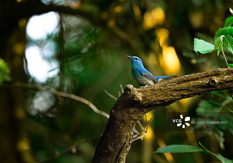 昂首挺立的纯蓝仙鹟图片素材