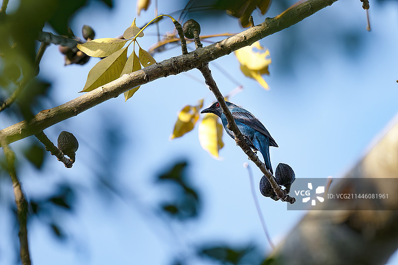 枝头上的和平鸟图片素材