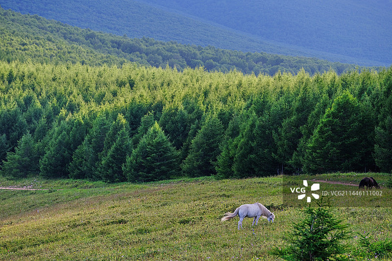 草原牧场图片素材