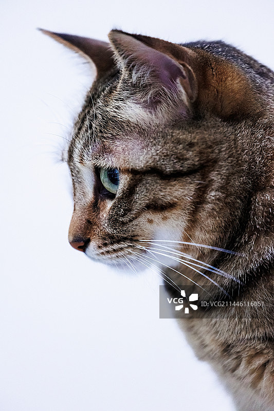 生活在我家的那只小猫半身特写图片素材