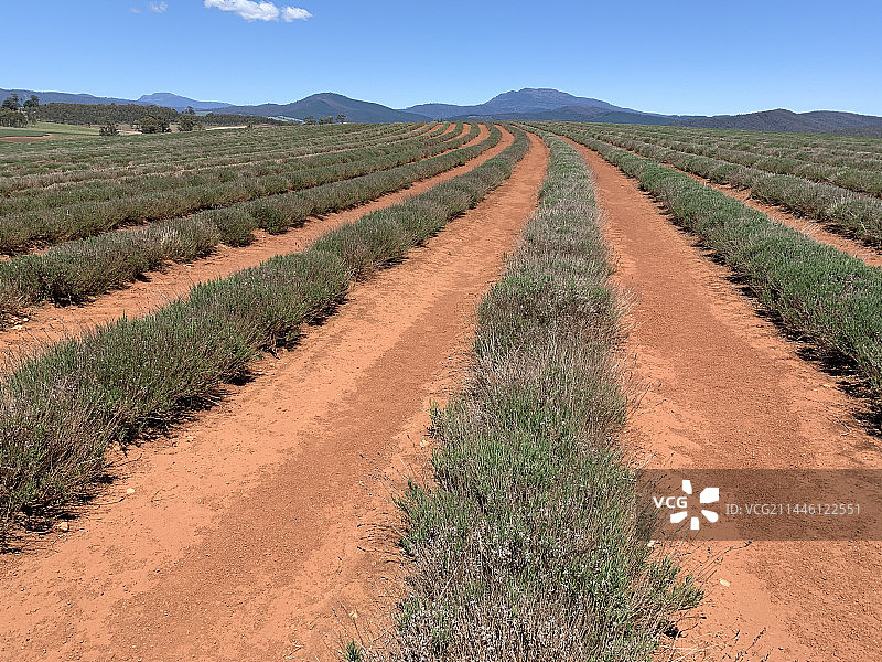 塔斯马尼亚薰衣草庄园图片素材