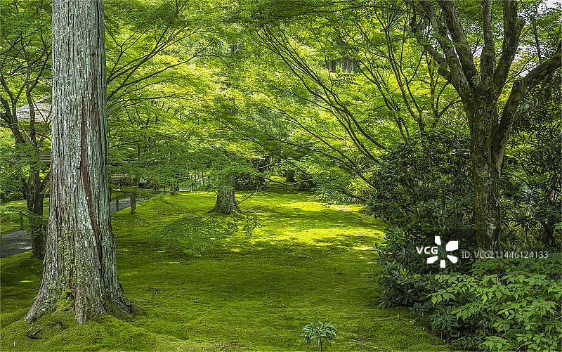 日本京都三千院庭院图片素材