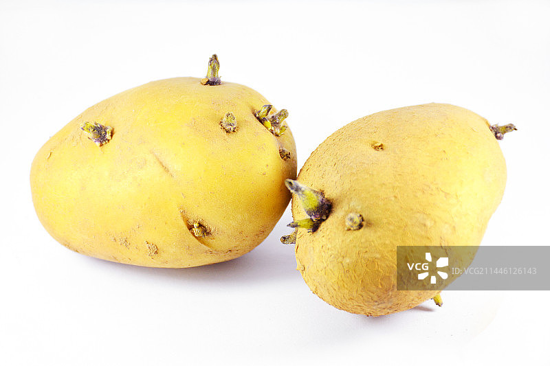 发芽的土豆白色背景图片素材