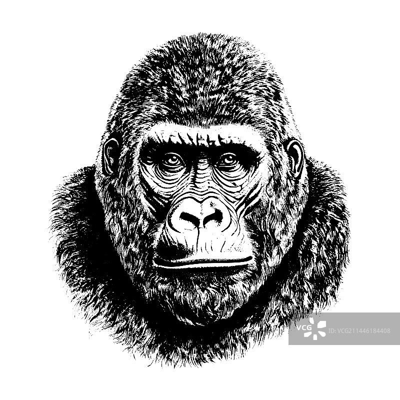 手绘雕刻风格猩猩图案图片素材