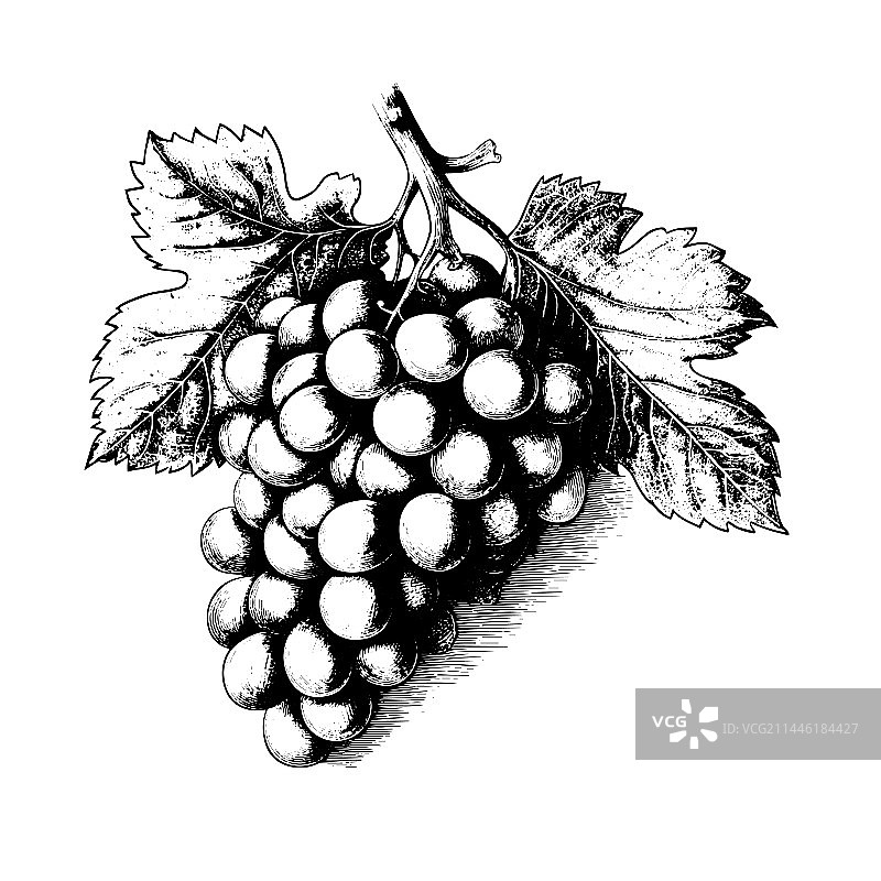 手绘雕刻风格的葡萄图片素材