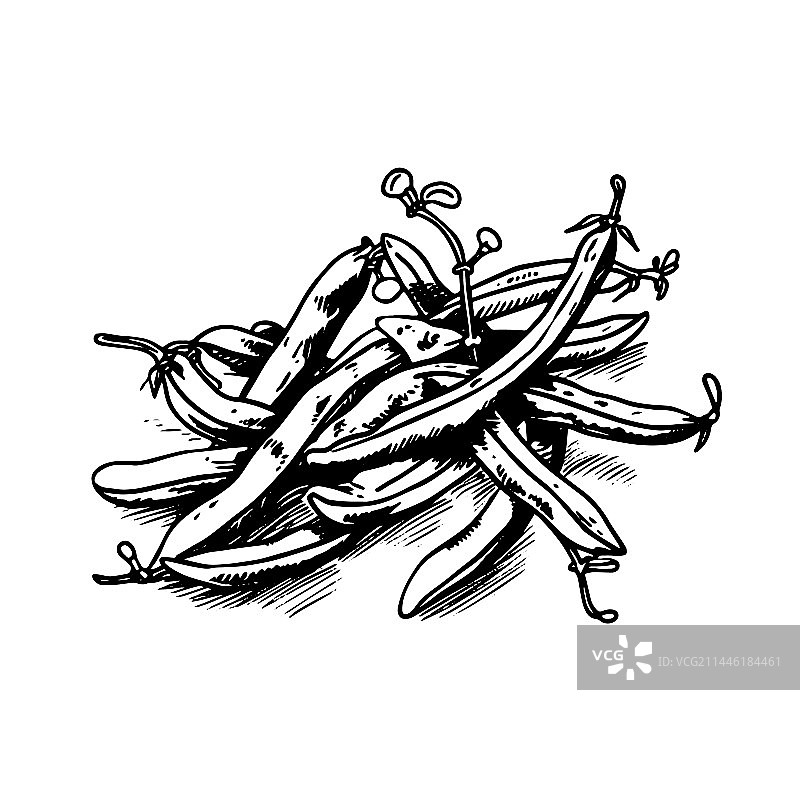 手绘雕刻风格绿豆插画图片素材