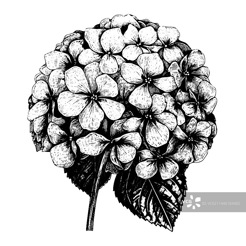 手绘雕刻绣球花图案图片素材