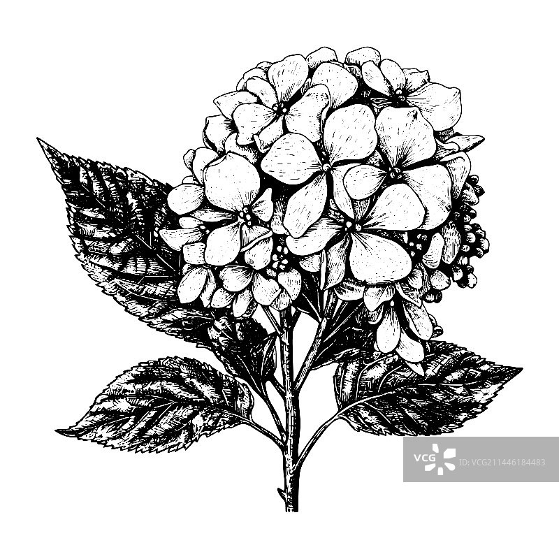 手绘雕刻绣球花图案图片素材