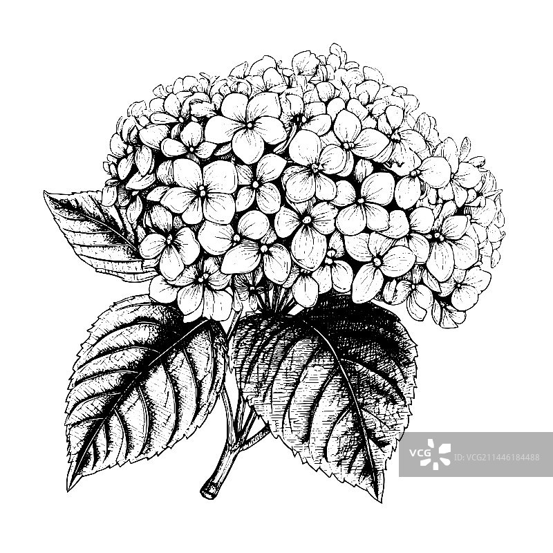 手绘雕刻绣球花图案图片素材