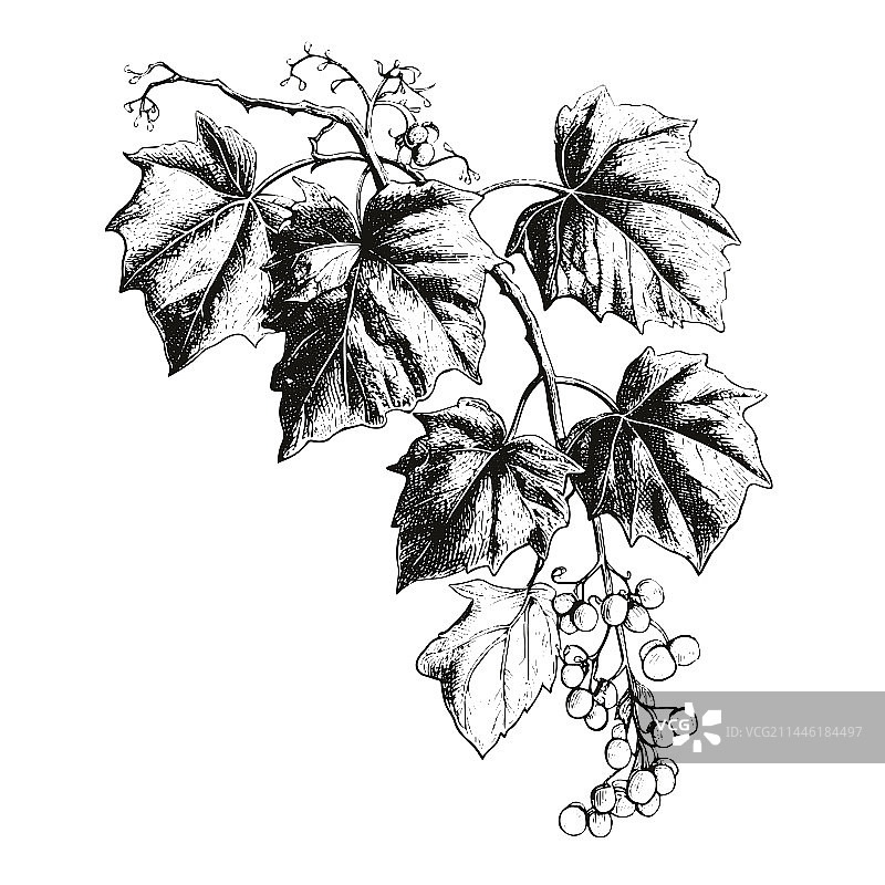 手绘雕刻风格的常春藤图案图片素材