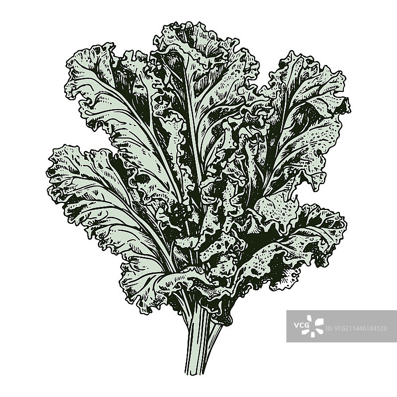 手绘羽衣甘蓝雕刻风格插画图片素材