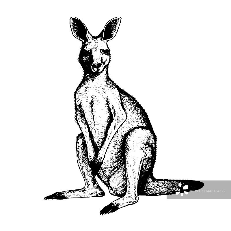手绘雕刻袋鼠插画图片素材