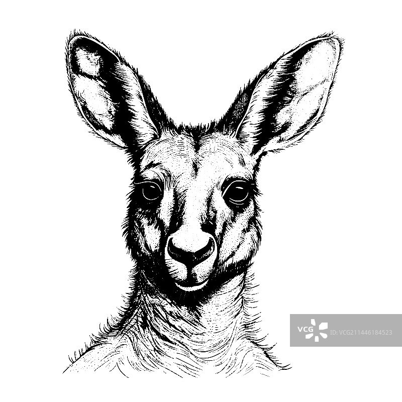 手绘雕刻袋鼠插画图片素材