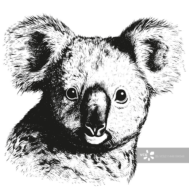 手绘雕刻风格的考拉素描图片素材