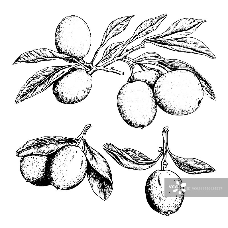 手绘雕刻风格的金桔图片素材