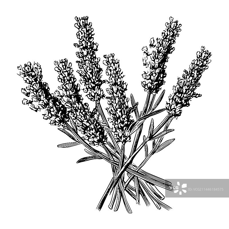 手绘薰衣草雕刻图案图片素材