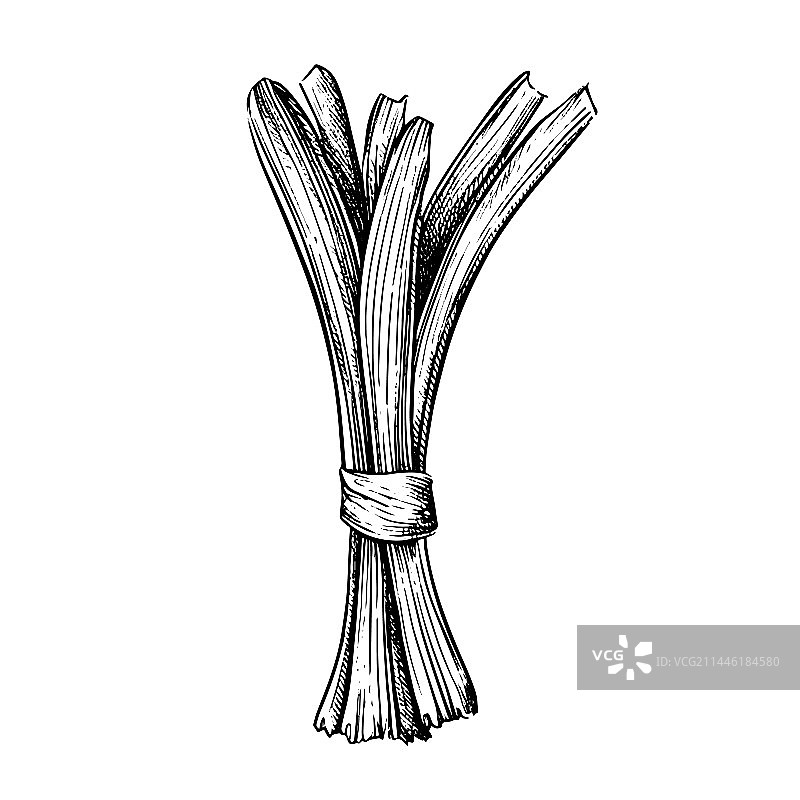 手绘雕刻风格韭菜图片素材