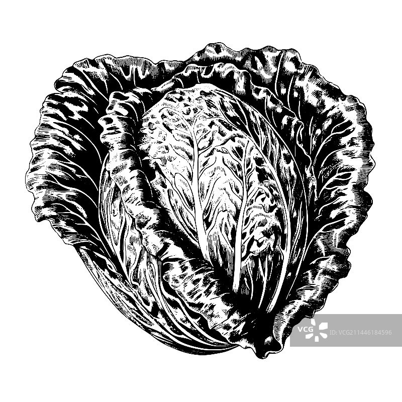 手绘雕刻风格生菜图片素材