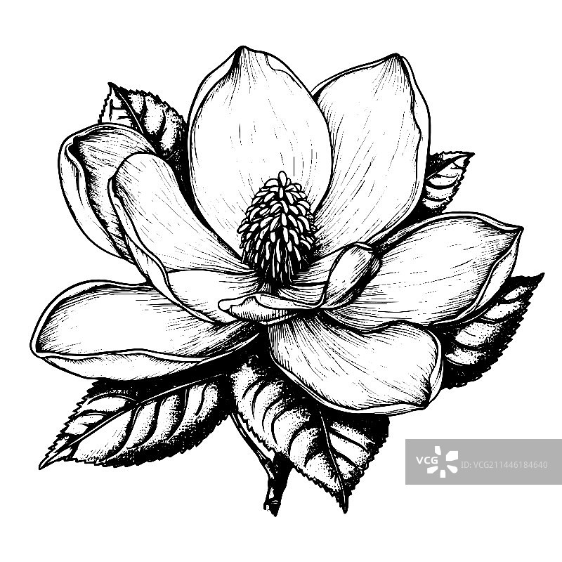 手绘雕刻风格玉兰花图片素材