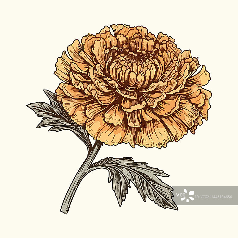 手绘雕刻万寿菊图片素材