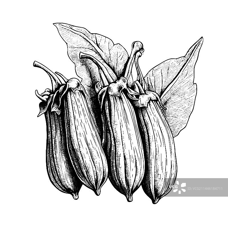 手绘雕刻风格秋葵图片素材