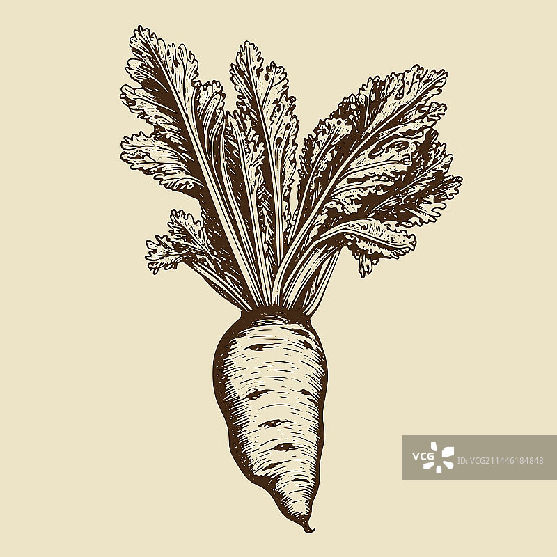 手绘雕刻风格的欧洲防风草图片素材